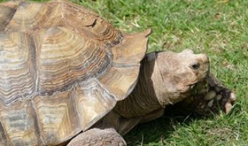 梦见金色乌龟是什么意思 关于"金乌龟"的数理吉凶分析