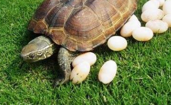 梦见金色乌龟是什么意思 关于"金乌龟"的数理吉凶分析