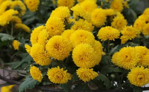 梦见黄菊花的寓意 预示着你最近的家运走低