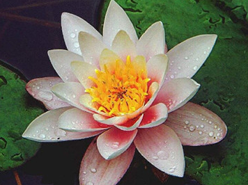 �����Ļ� �ʻ��Ǵ���Ȼ������������������