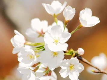 �����Ļ� �ʻ��Ǵ���Ȼ������������������