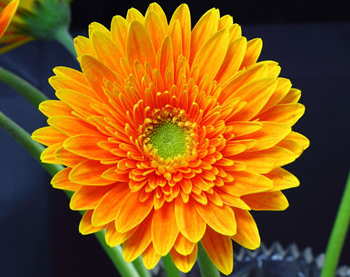 �����Ļ� �ʻ��Ǵ���Ȼ������������������