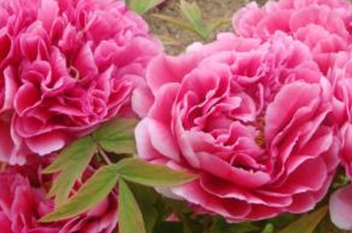 �����Ļ� �ʻ��Ǵ���Ȼ������������������