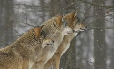 �ǵľ��� ���������ĺ�������