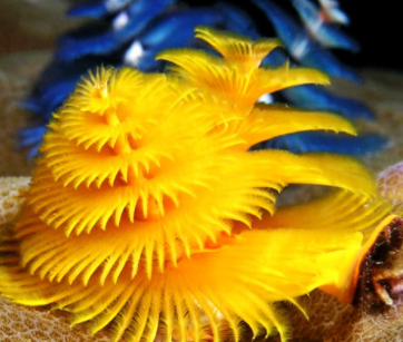 ���������������������� ���ݺ�����һ��ֳ��صĺ���