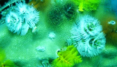 ���������������������� ���ݺ�����һ��ֳ��صĺ���