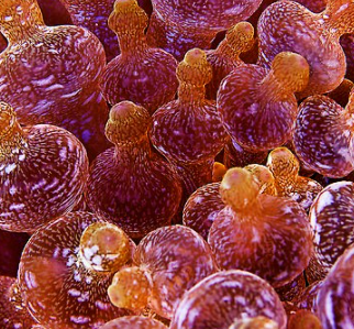 ���������������������� ���ݺ�����һ��ֳ��صĺ���