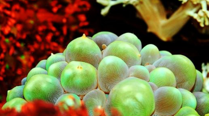 ���������������������� ���ݺ�����һ��ֳ��صĺ���