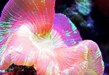 ���������������������� ���ݺ�����һ��ֳ��صĺ���