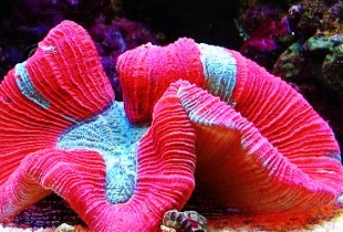 ���������������������� ���ݺ�����һ��ֳ��صĺ���