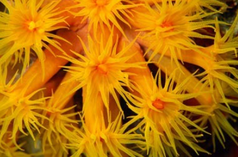 ���������������������� ���ݺ�����һ��ֳ��صĺ���