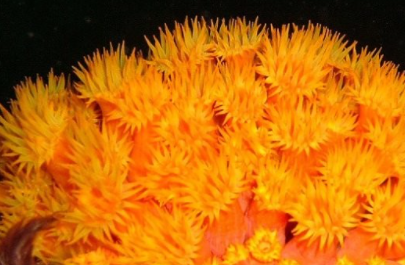 ���������������������� ���ݺ�����һ��ֳ��صĺ���