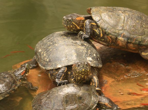 道教放生咒口诀 放生是救命的行为功德至大