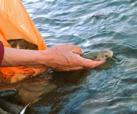 道教放生咒口诀 放生是救命的行为功德至大