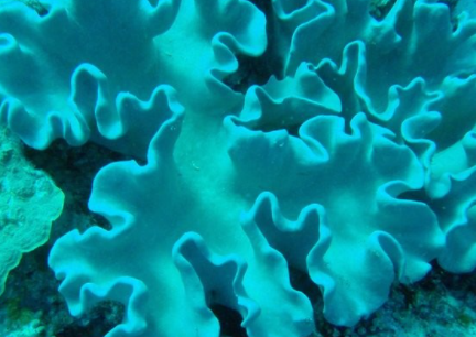 ���������������������� ���ݺ�����һ��ֳ��صĺ���