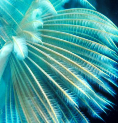 ���������������������� ���ݺ�����һ��ֳ��صĺ���