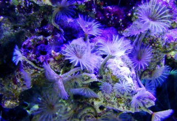 ���������������������� ���ݺ�����һ��ֳ��صĺ���