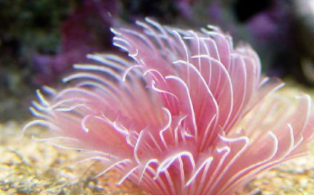 海洋中最美丽的优雅生物 灯泡海鞘是一种殖民地的海鞘