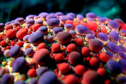 ���������������������� ���ݺ�����һ��ֳ��صĺ���