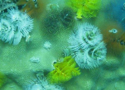 ���������������������� ���ݺ�����һ��ֳ��صĺ���