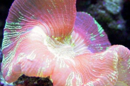 ���������������������� ���ݺ�����һ��ֳ��صĺ���