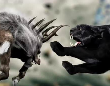 ʮ������ר�������� ��Ҷ���Ҫ��һֻ����