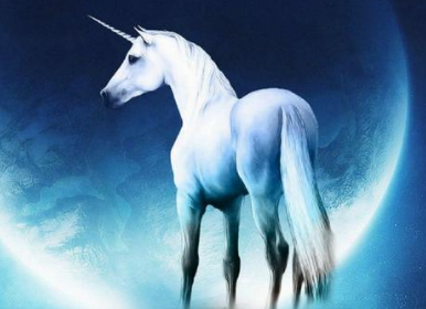 ʮ������ר�������� ��Ҷ���Ҫ��һֻ����