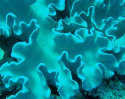 ���������������������� ���ݺ�����һ��ֳ��صĺ���