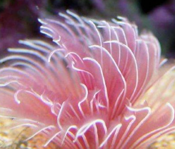 ���������������������� ���ݺ�����һ��ֳ��صĺ���