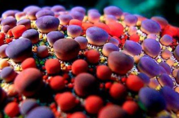 ���������������������� ���ݺ�����һ��ֳ��صĺ���