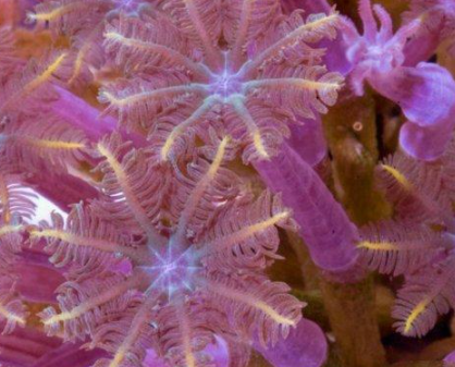 ���������������������� ���ݺ�����һ��ֳ��صĺ���