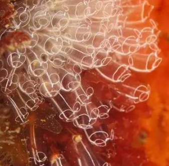 ���������������������� ���ݺ�����һ��ֳ��صĺ���