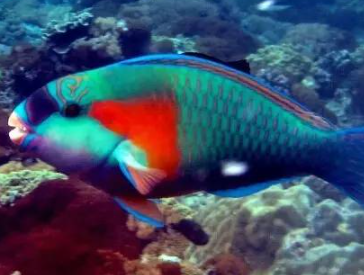 ���������������������� ���ݺ�����һ��ֳ��صĺ���