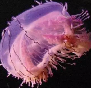 ���������������������� ���ݺ�����һ��ֳ��صĺ���