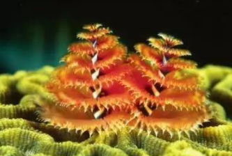 ���������������������� ���ݺ�����һ��ֳ��صĺ���