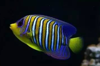 ���������������������� ���ݺ�����һ��ֳ��صĺ���