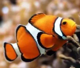 ���������������������� ���ݺ�����һ��ֳ��صĺ���