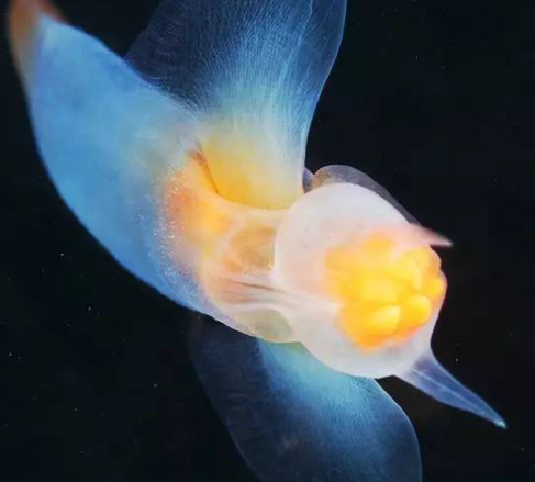 ���������������������� ���ݺ�����һ��ֳ��صĺ���