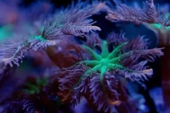 ���������������������� ���ݺ�����һ��ֳ��صĺ���