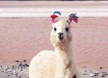 ʮ������ר�������� ��Ҷ���Ҫ��һֻ����