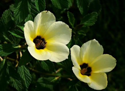 ���ֻ��Ļ����Ԣ�⼰ͼƬ