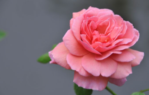 ���ֻ��Ļ����Ԣ�⼰ͼƬ