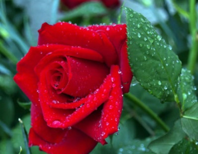 ���ֻ��Ļ����Ԣ�⼰ͼƬ