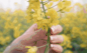 Ӱ������ļ��ɺͷ��� ��һ���ྵͷ�Ƕ�