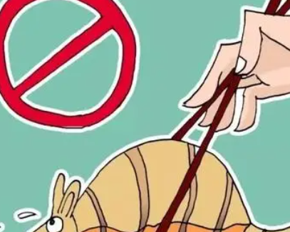 保护濒危动物的方法 如何保护濒危野生动物