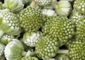 绿萝花茶的功效和作用 对人们的健康有很好的保健功效