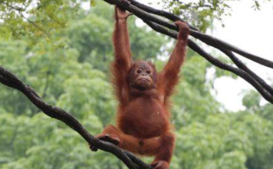 �����˵Ļ��������� һ���������һ��������ĺ���