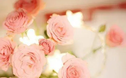 �����İ����Ҷ�����ӵ�� 8������������