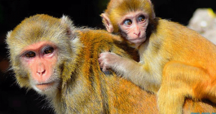 �����˵Ļ��������� һ���������һ��������ĺ���