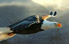 ��ӥ��������Ԣ�� �������ӵĸɾ��ͺ㾢